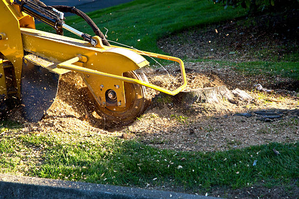 Lawn Grading and Leveling in Jellico, TN