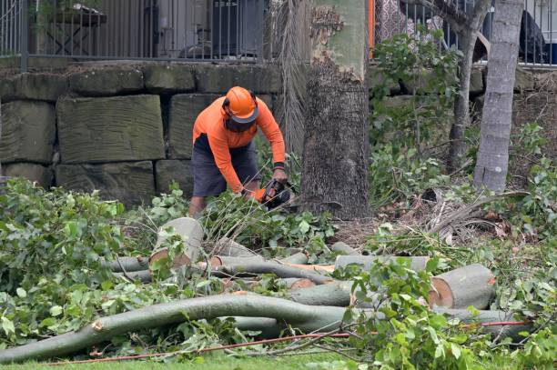 How Our Tree Care Process Works  in  Jellico, TN